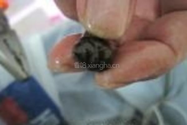 香辣田螺的做法图解4