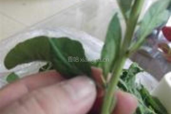 枸杞叶滚咸蛋汤的做法图解2