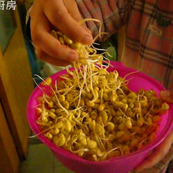 自制黄豆芽的做法[图]