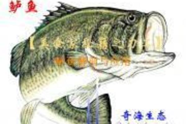 香葱香菇烤鲈鱼的做法图解13