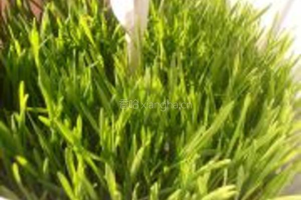 苹果柠檬小麦草汁的做法图解2