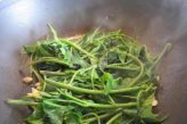 蒜蓉炒番茄叶的做法图解5