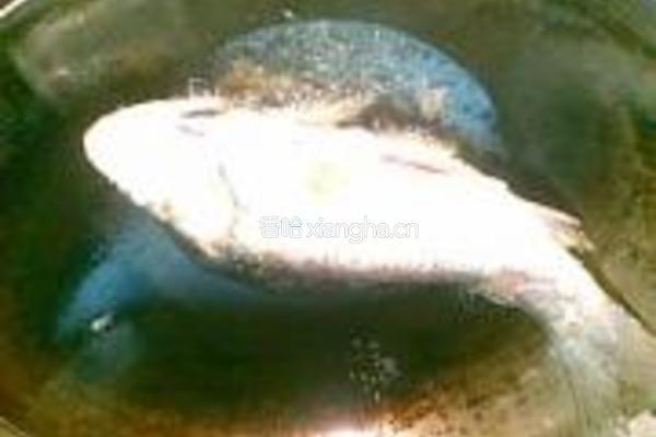 鲤鱼烧豆腐的做法图解2