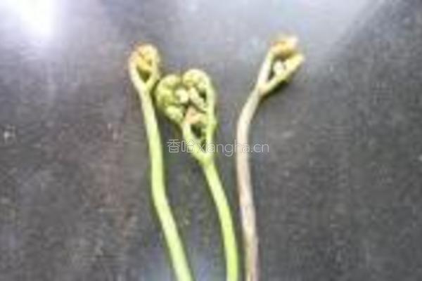 炒酸辣蕨菜的做法图解1
