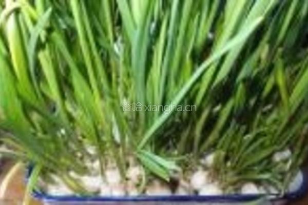 蒜苗牛肉的做法图解1
