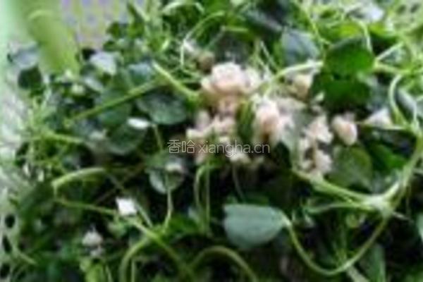 清炒草头的做法图解2