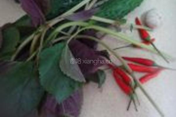 紫苏炒黄瓜的做法图解1