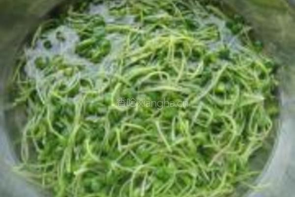 蒜蓉黑豆芽的做法图解4