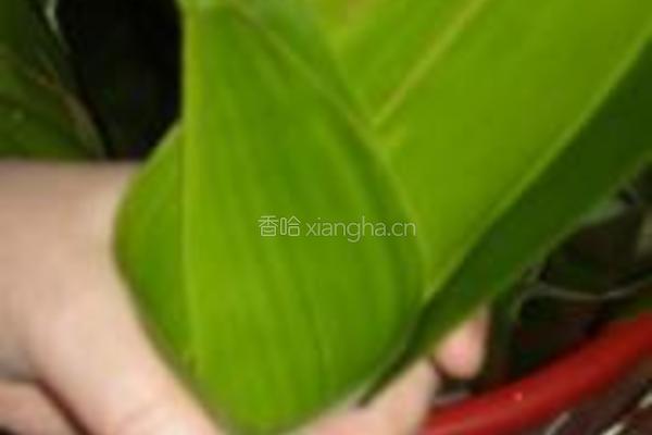 红豆粽子的做法图解4
