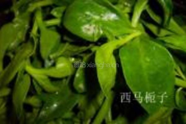 炝拌穿心莲的做法图解1