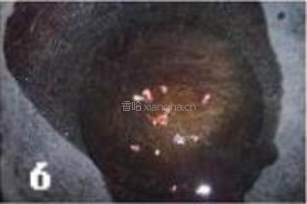 炝拌穿心莲的做法图解6