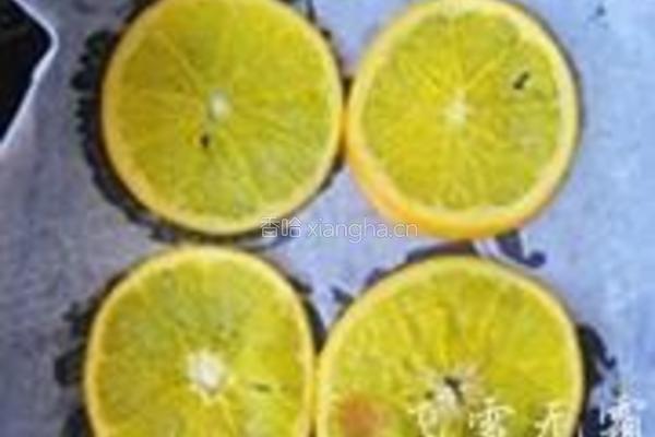 橙子蛋糕卷的做法图解10