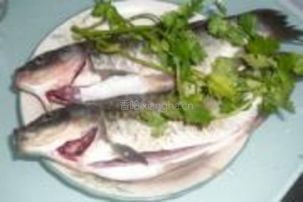 鲫鱼烧香菜的做法图解1