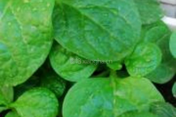 木耳菜煎饼的做法图解1