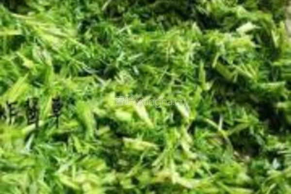 茴香猪肉饺的做法图解3