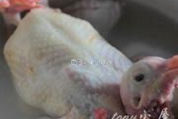 炖鸽子汤的做法图解2