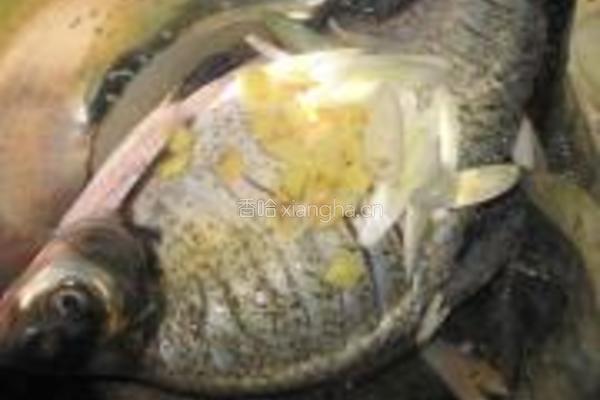 清蒸鳊鱼的做法图解2