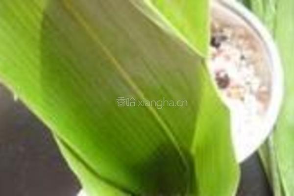 红豆花生蜜枣粽的做法图解3