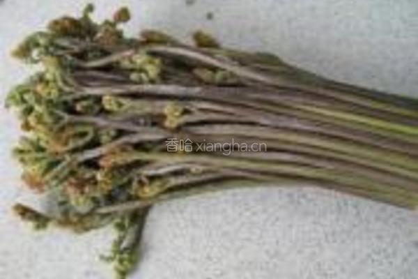 拌蕨菜的做法图解1