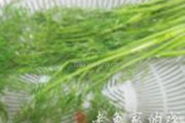 茴香羊肉饼的做法图解3