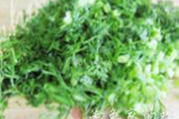 茴香羊肉饼的做法图解4