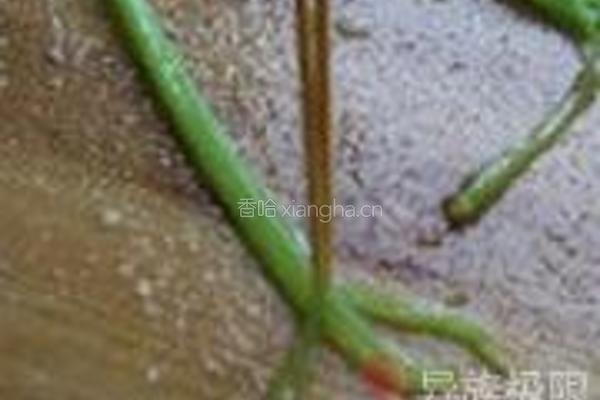 橄榄油姜汁焗鲈鱼卷的做法图解7
