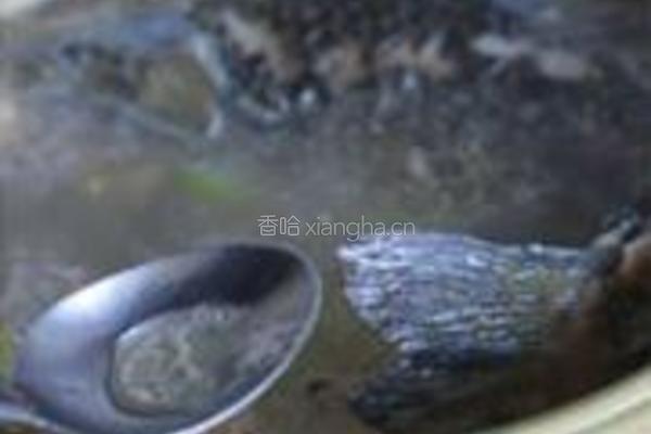 沙锅鲫鱼蚕豆汤的做法图解5