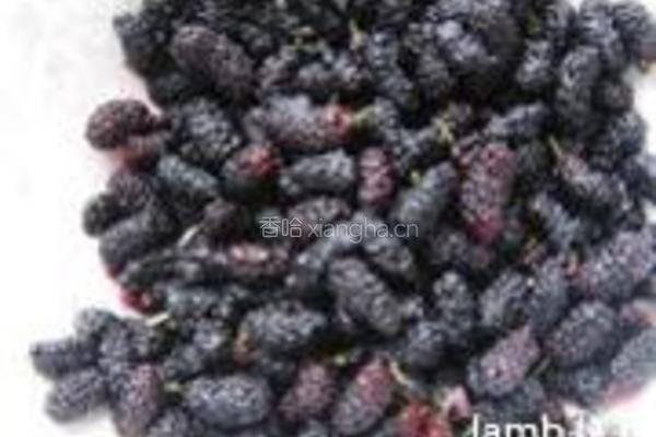 桑葚果酱的做法图解1
