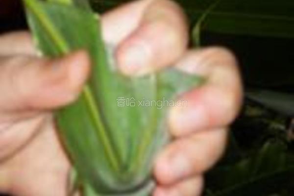 蜜枣粽子的做法图解8