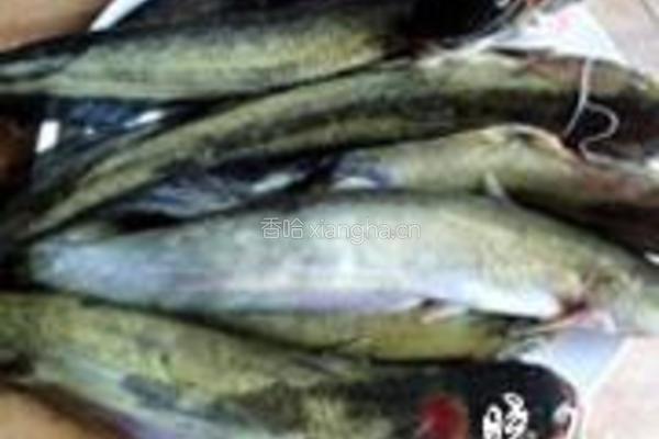 鲶鱼炖茄子的做法图解1