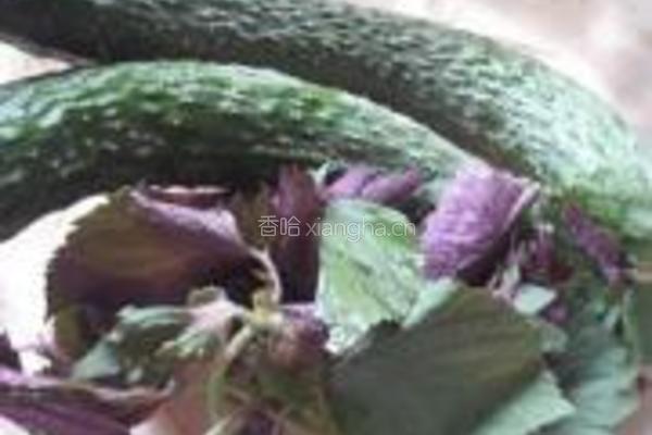 紫苏黄瓜片的做法图解1
