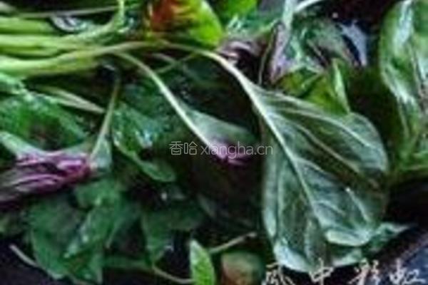 上汤苋菜的做法图解2