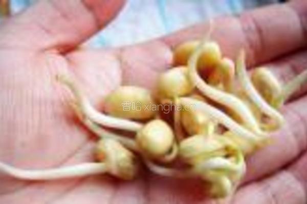 自发黄豆芽的做法图解10