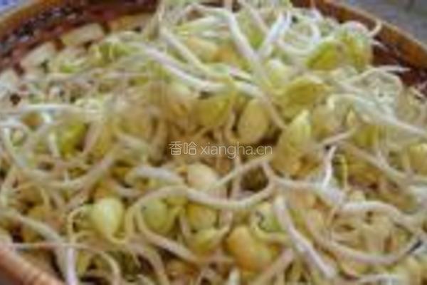 自制黄豆芽的做法图解8