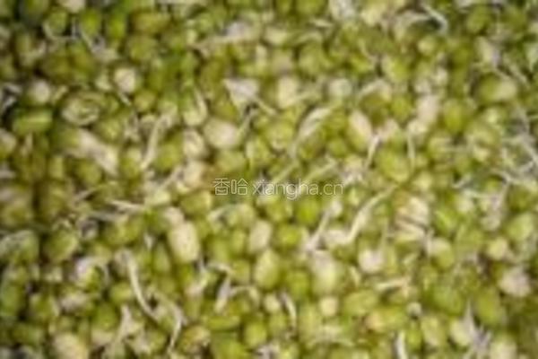 自制绿豆芽的做法图解7