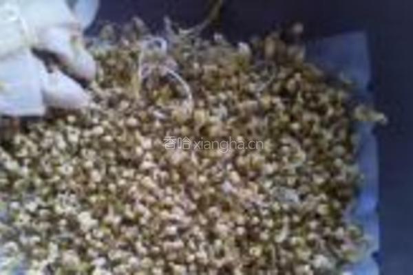 自发黄豆芽的做法图解6
