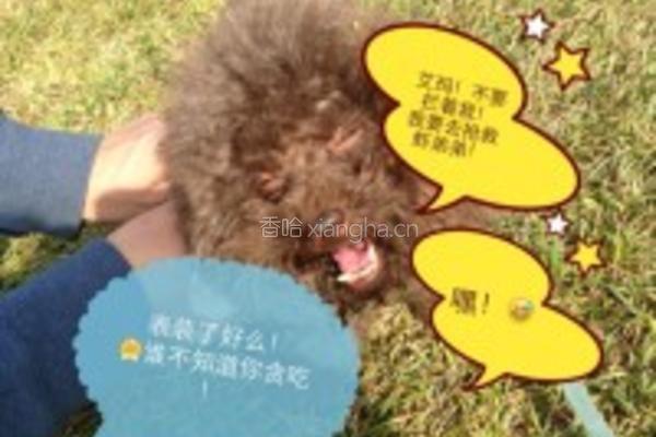 油爆小河虾的做法图解2
