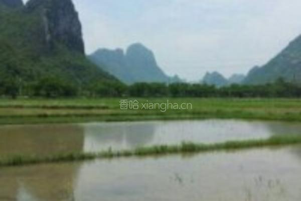童年小龙虾的做法图解1
