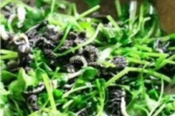芫爆牛百叶的做法图解9