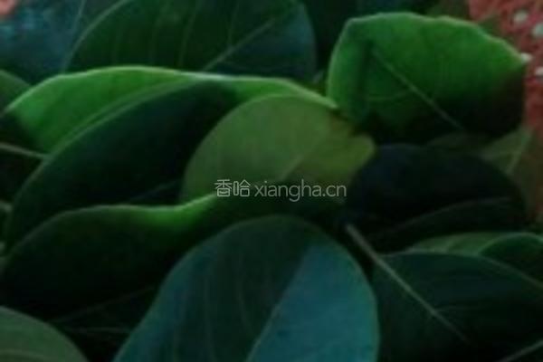 艾草糍粑的做法图解11