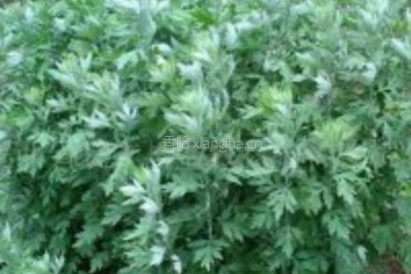艾草糍粑的做法图解1