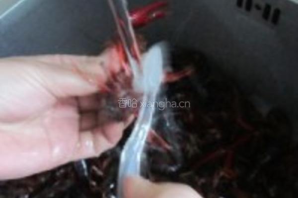 清蒸小龙虾的做法图解1