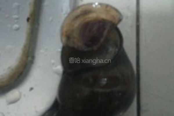 酸笋田螺煲的做法图解8