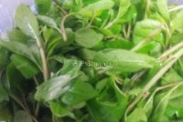 枸杞菜鲜肉丸汤的做法图解4