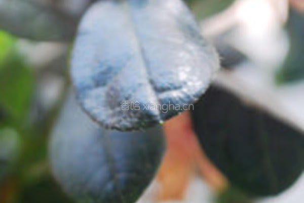 木耳菜蛋花汤的做法图解3