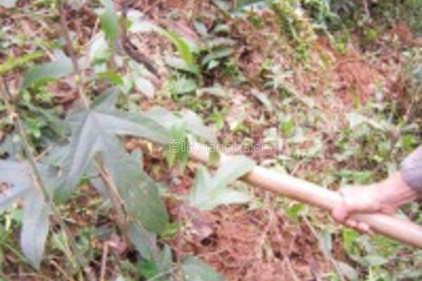 野生五指毛桃炖龙骨的做法图解1