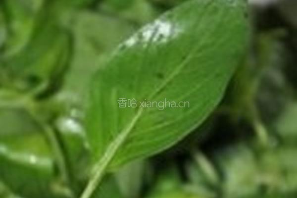 荆芥面托的做法图解1