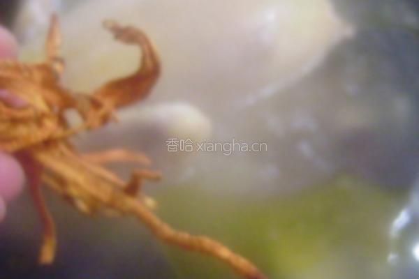 虫草花炖土鸡的做法图解6