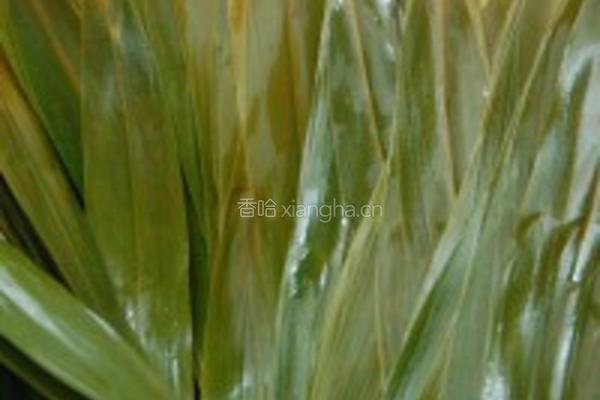 相思粽的做法图解3