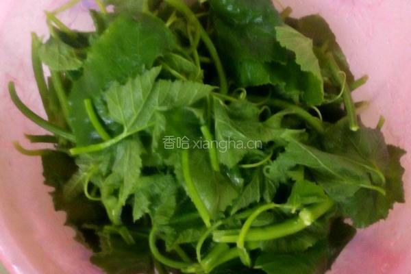 小炒南瓜叶的做法图解1